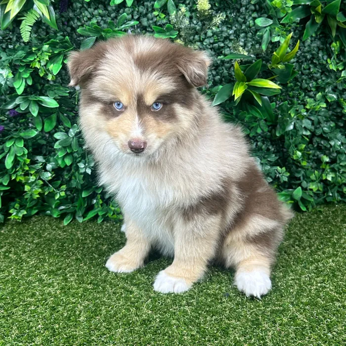 Male Pomsky puppy named Toby for sale at Puppy Dreams - Parks Mall.