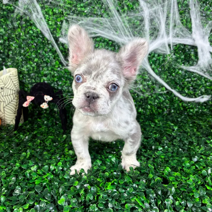 Male Fluffy French Bulldog puppy named Thor for sale at Puppy Dreams - North Richland Hills.