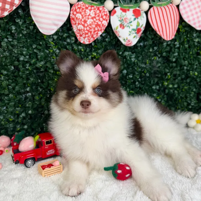 Female Pomsky puppy named Honey for sale at Puppy Dreams - Garland.