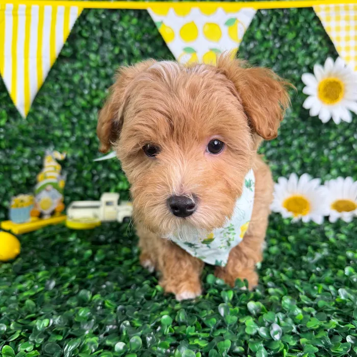 Male Maltipoo puppy named Enzo for sale at Puppy Dreams - North Richland Hills.