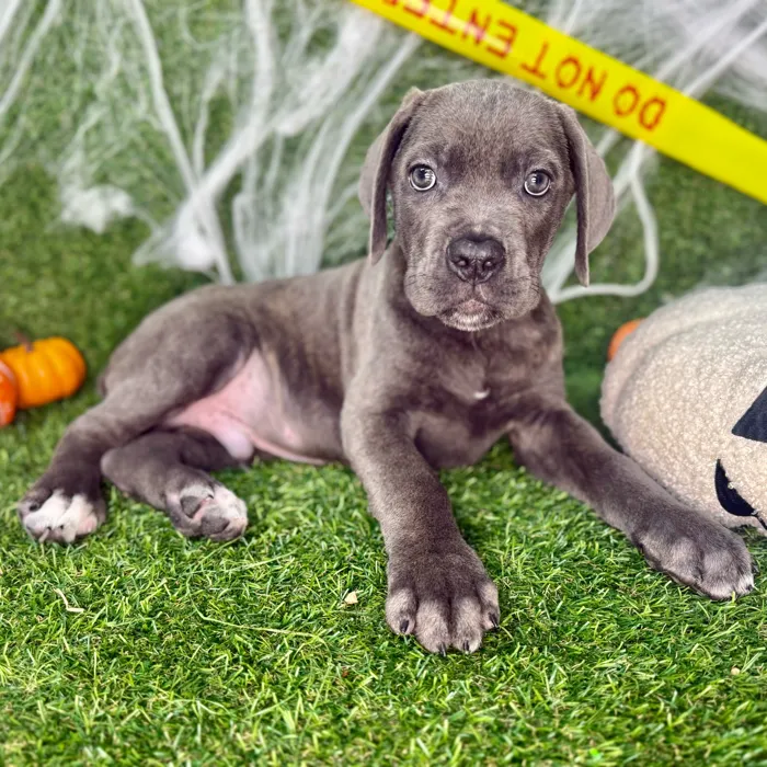 Male Cane Corso puppy named Titan for sale at Puppy Dreams - Arlington.