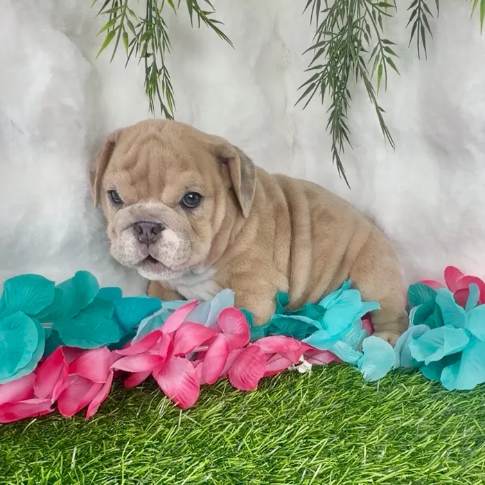 Female English Bulldog puppy named Cheeto for sale at Puppy Dreams - Denton.