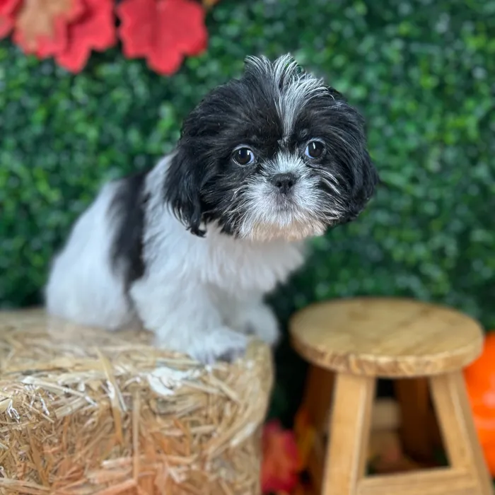 Female Shih Tzu puppy named Pringles for sale at Puppy Dreams - Mansfield.