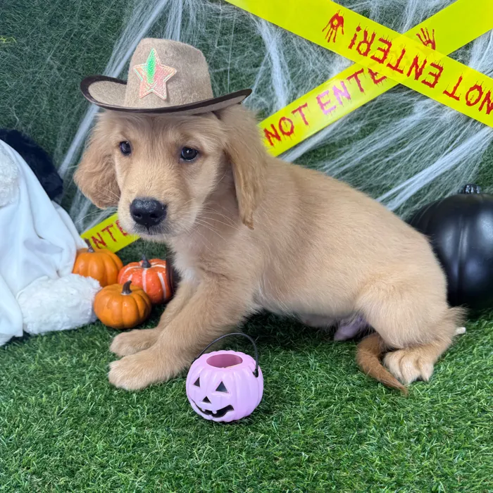 Male Golden Retriever puppy named Echo for sale at Puppy Dreams - Arlington.