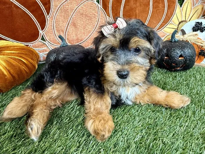 Female Yorkie-Poo puppy named Cookie for sale at Puppy Dreams - Carrollton.