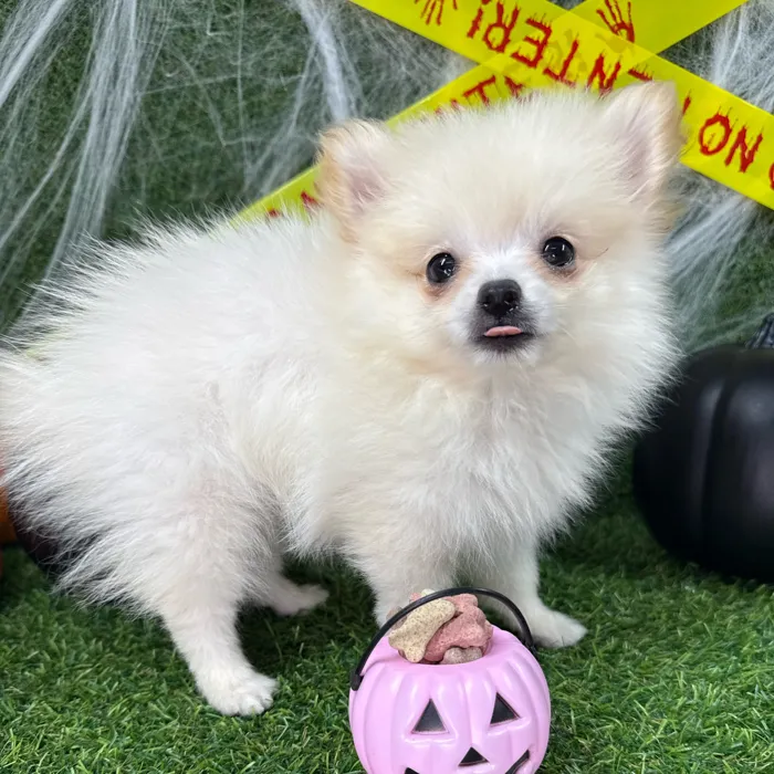 Male Pomeranian puppy named Dracula for sale at Puppy Dreams - Arlington.