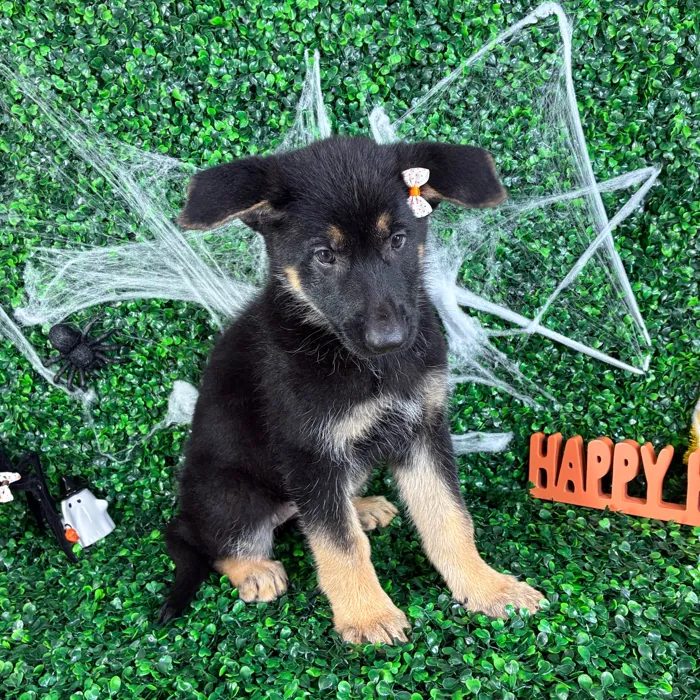 Female German Shepherd puppy named Vickie for sale at Puppy Dreams - North Richland Hills.