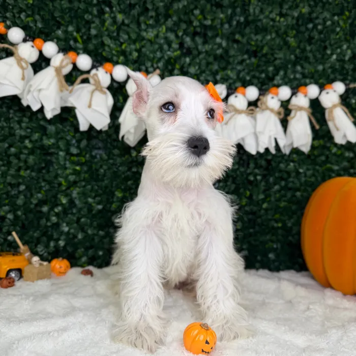 Female Mini Schnauzer puppy named Arabella for sale at Puppy Dreams - Garland.