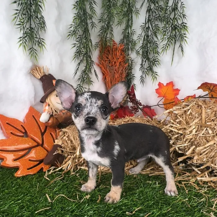 Male Chihuahua puppy named Tesla for sale at Puppy Dreams - Denton.