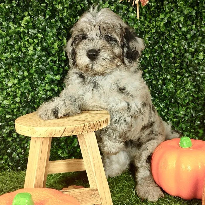 Male Mini Goldendoodle puppy named *Gandalf* for sale at Puppy Dreams - Mansfield.
