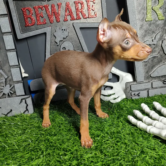 Female Min Pin puppy named *Valak* for sale at Puppy Dreams - Mansfield.