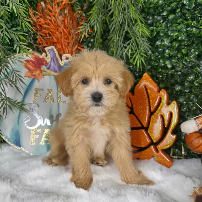 Female Maltipoo puppy named Chai for sale at Puppy Dreams - Denton.