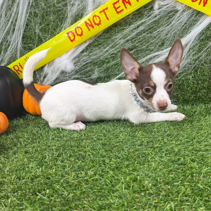 Male Chihuahua puppy named Gravy for sale at Puppy Dreams - Arlington.