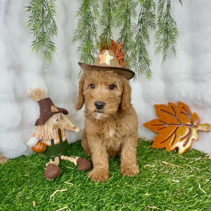 Male Mini Goldendoodle puppy named Pauly for sale at Puppy Dreams - Denton.