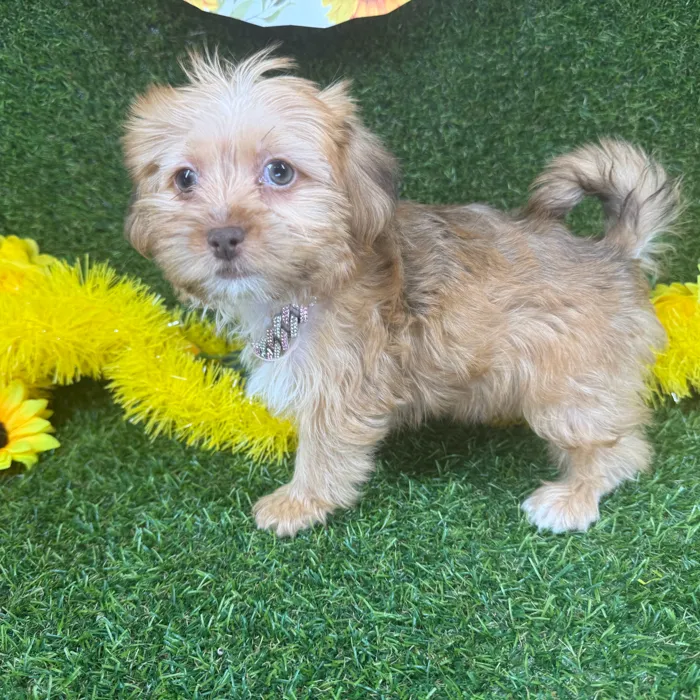 Female Shorkie puppy named Chai for sale at Puppy Dreams - Arlington.