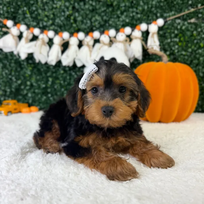 Female Yorkie-Poo puppy named Dolly for sale at Puppy Dreams - Garland.