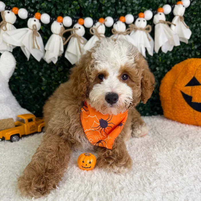 Male Mini Poodle puppy named Cooper for sale at Puppy Dreams - Garland.