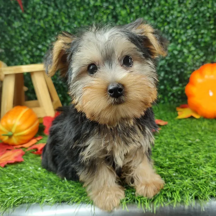 Female Yorkie puppy named *Merry* for sale at Puppy Dreams - Mansfield.