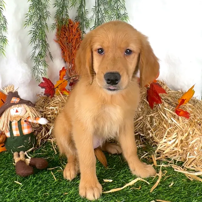 Female Golden Retriever puppy named Cadillac for sale at Puppy Dreams - Denton.
