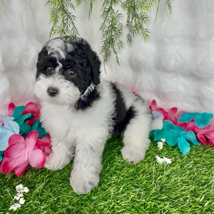 Male Bernedoodle puppy named Frito for sale at Puppy Dreams - Denton.
