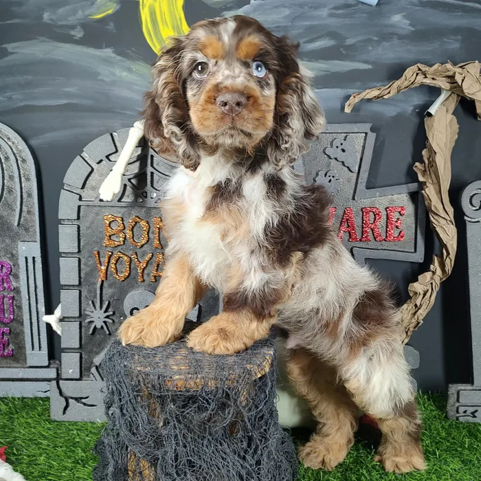 Male Cocker Spaniel puppy named Jigsaw for sale at Puppy Dreams - Mansfield.