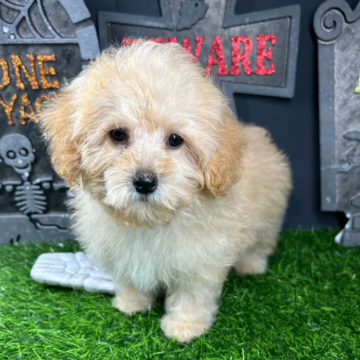 Female Mini Poodle puppy named Laurie for sale at Puppy Dreams - Mansfield.