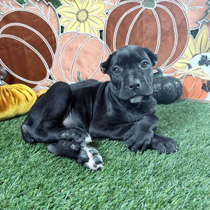 Female Cane Corso puppy named Delta for sale at Puppy Dreams - Carrollton.
