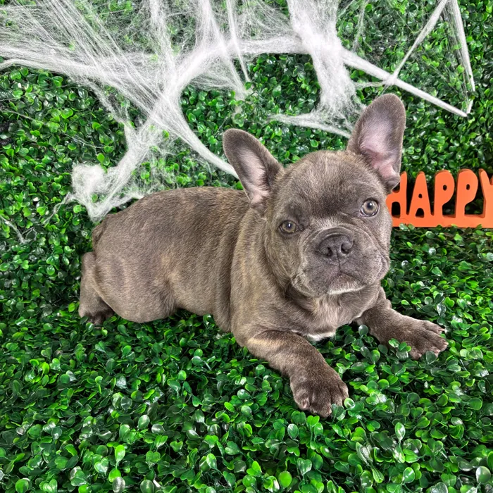 Male French Bulldog puppy named Diesel for sale at Puppy Dreams - North Richland Hills.
