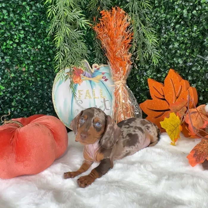 Male Dachshund puppy named Damon for sale at Puppy Dreams - Denton.