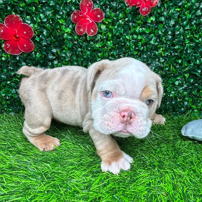 Male English Bulldog puppy named *Pablo* for sale at Puppy Dreams - Mansfield.