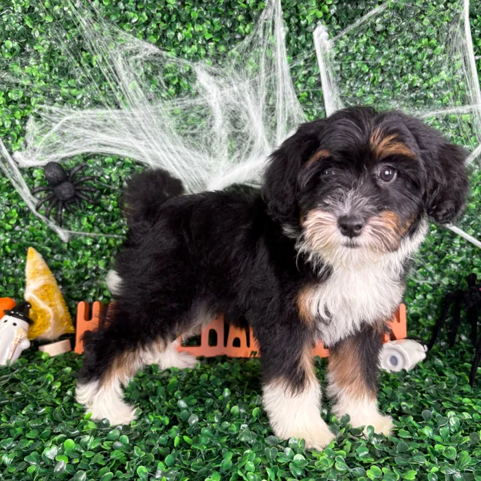 Female Bernedoodle puppy named Daisy for sale at Puppy Dreams - North Richland Hills.