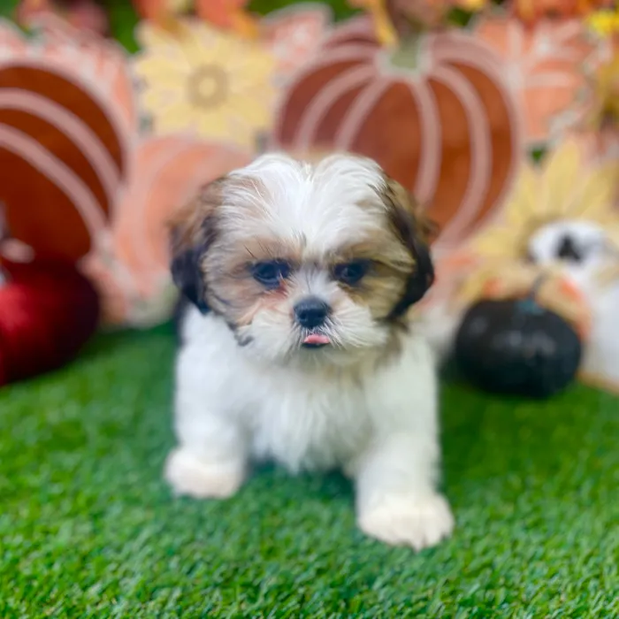 Male Shih Tzu puppy named Gizmo for sale at Puppy Dreams - Carrollton.