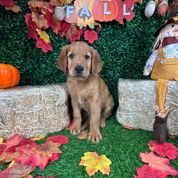 Male Golden Retriever puppy named Bachata for sale at Puppy Dreams - Mansfield.
