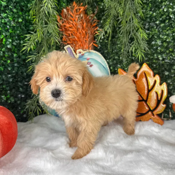 Female Maltipoo puppy named Chai for sale at Puppy Dreams - Denton.
