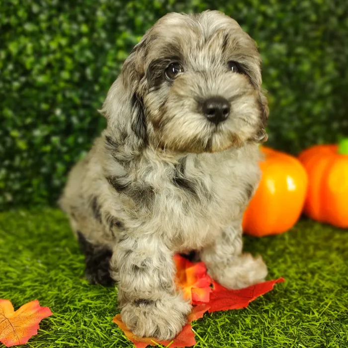 Male Mini Goldendoodle puppy named *Gandalf* for sale at Puppy Dreams - Mansfield.