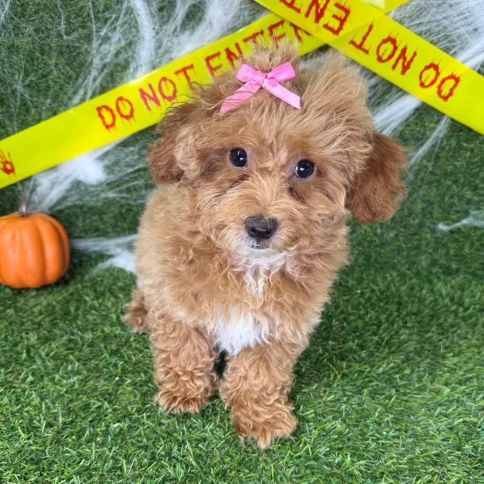 Female Mini Poodle puppy named Piper for sale at Puppy Dreams - Arlington.