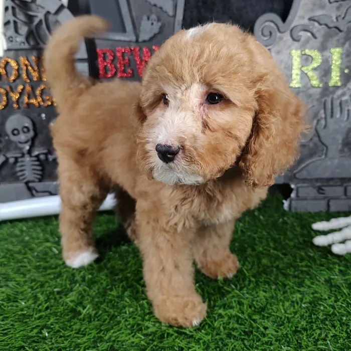 Male Mini Goldendoodle puppy named Shaggy for sale at Puppy Dreams - Mansfield.