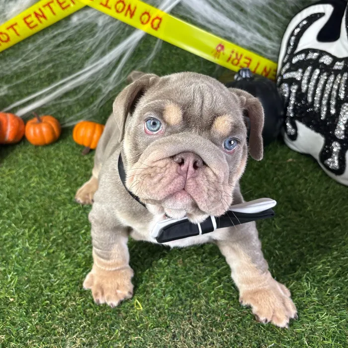 Male English Bulldog puppy named Chubbs for sale at Puppy Dreams - Arlington.