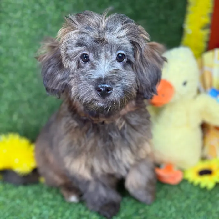 Male Havapoo puppy named Toffee for sale at Puppy Dreams - Arlington.