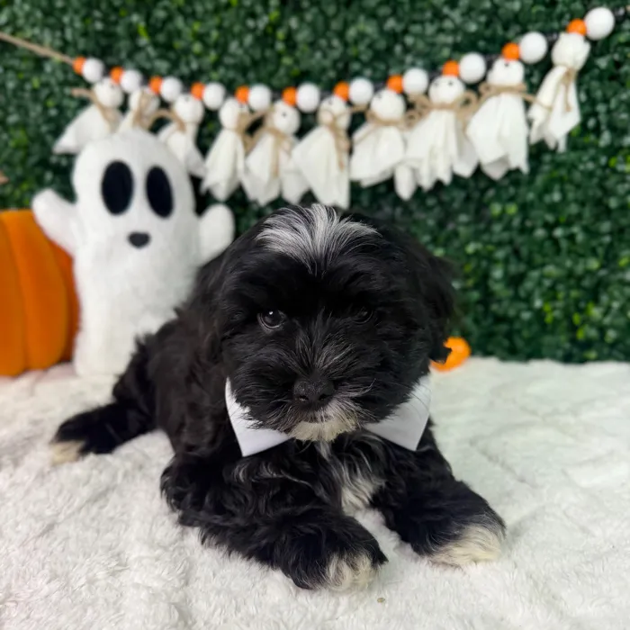 Male Malshi puppy named Bean for sale at Puppy Dreams - Garland.