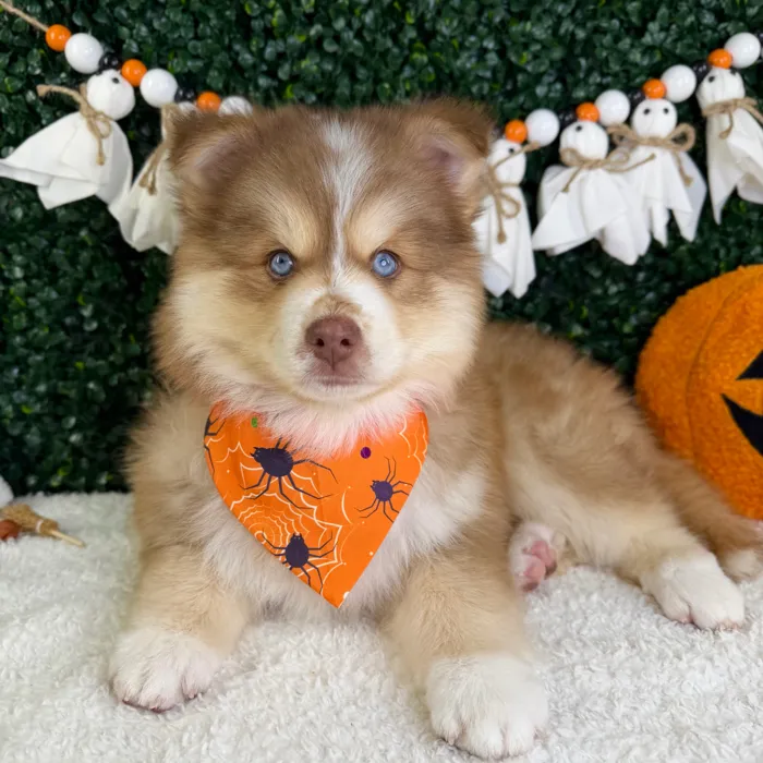 Male Pomsky puppy named Toto for sale at Puppy Dreams - Garland.