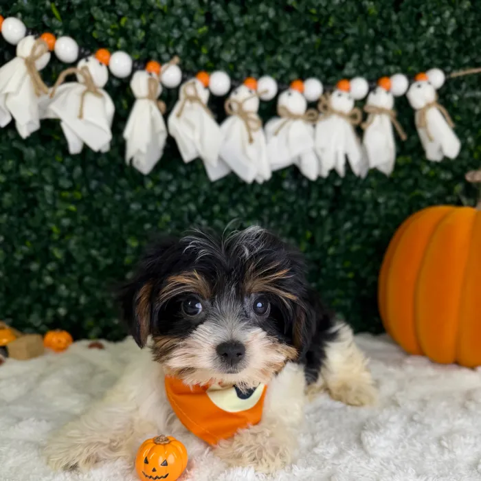 Male Yorkie puppy named Gus for sale at Puppy Dreams - Garland.