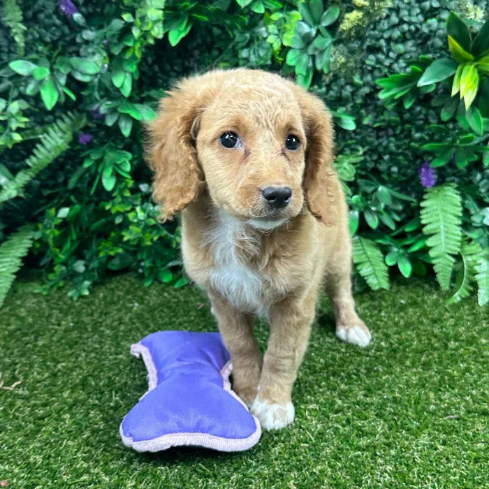 Female Mini Goldendoodle puppy named Kitsune for sale at Puppy Dreams - Parks Mall.