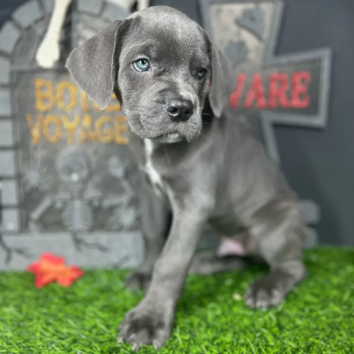 Male Cane Corso puppy named Ghostface for sale at Puppy Dreams - Mansfield.