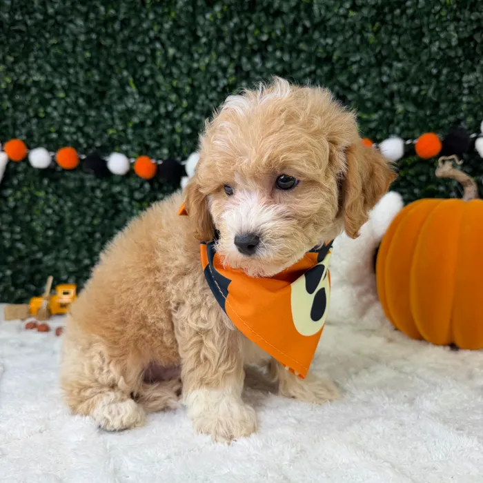 Male Bichapoo puppy named Jax for sale at Puppy Dreams - Garland.