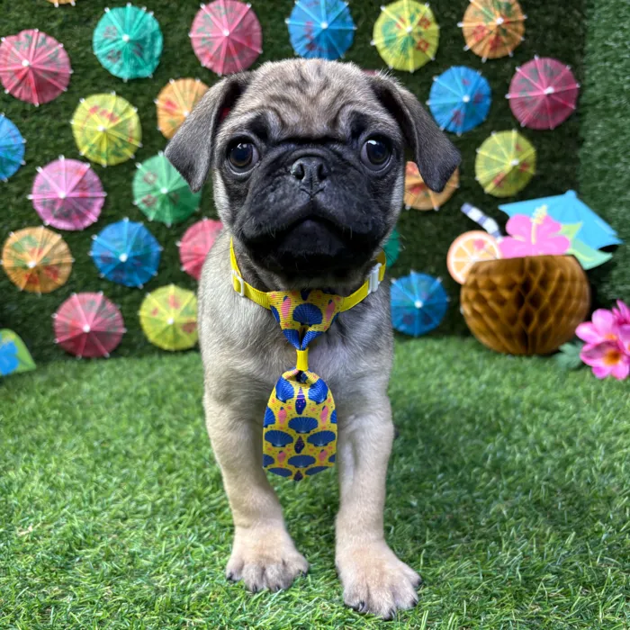 Male Pug puppy named Gizmo for sale at Puppy Dreams - Carrollton.