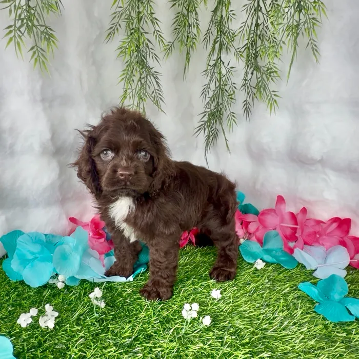 Male Cocker Spaniel puppy named Pudding for sale at Puppy Dreams - Denton.