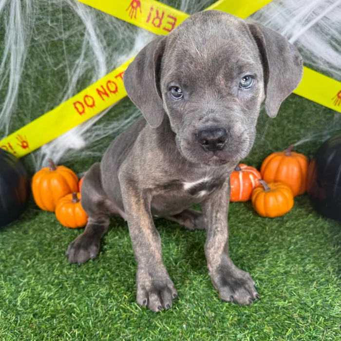 Female Cane Corso puppy named Roxy for sale at Puppy Dreams - Arlington.