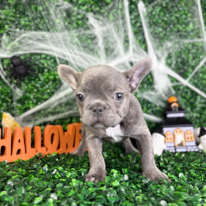 Male French Bulldog puppy named Harley for sale at Puppy Dreams - North Richland Hills.