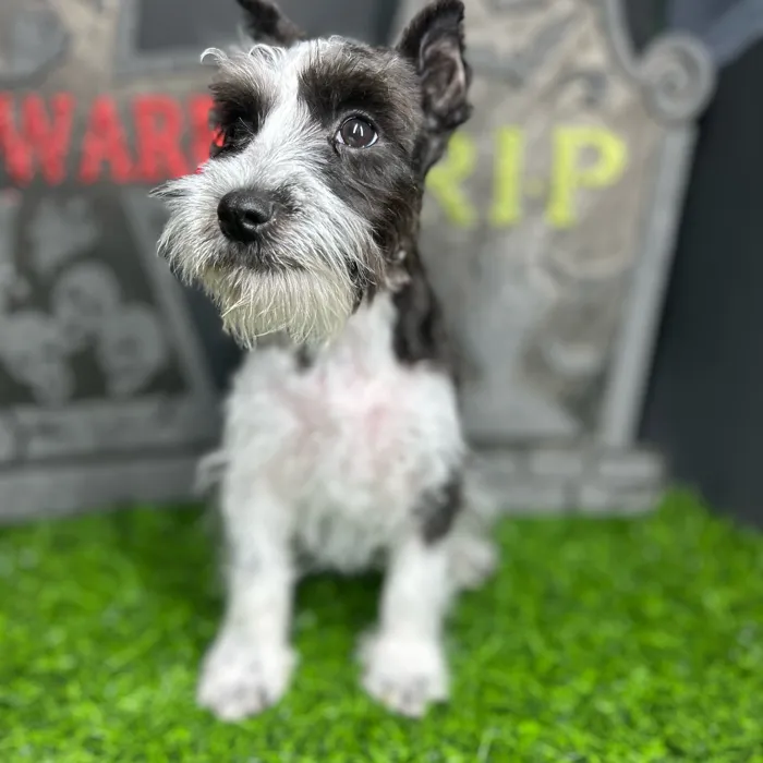 Female Mini Schnauzer puppy named Jennifer for sale at Puppy Dreams - Mansfield.